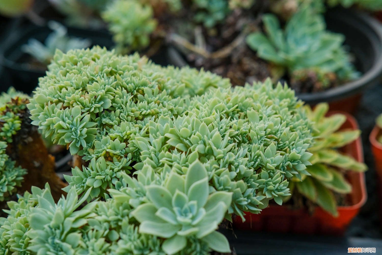 多肉冬天断水 这7种多肉，夏天千万别断水，否则秋天全玩儿完！