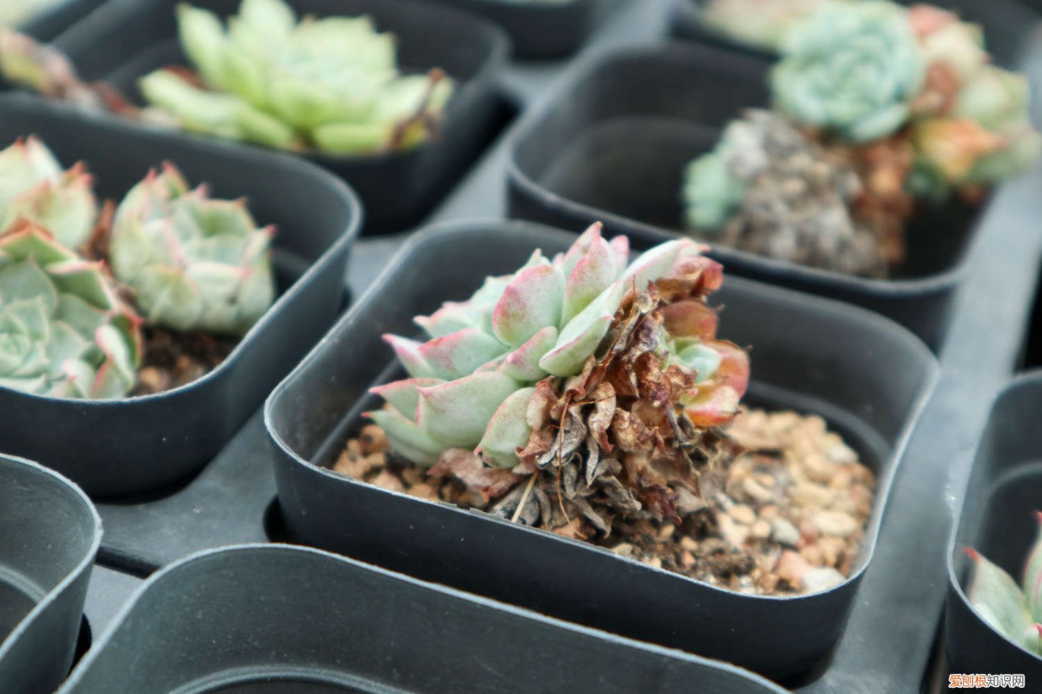 多肉冬天断水 这7种多肉，夏天千万别断水，否则秋天全玩儿完！