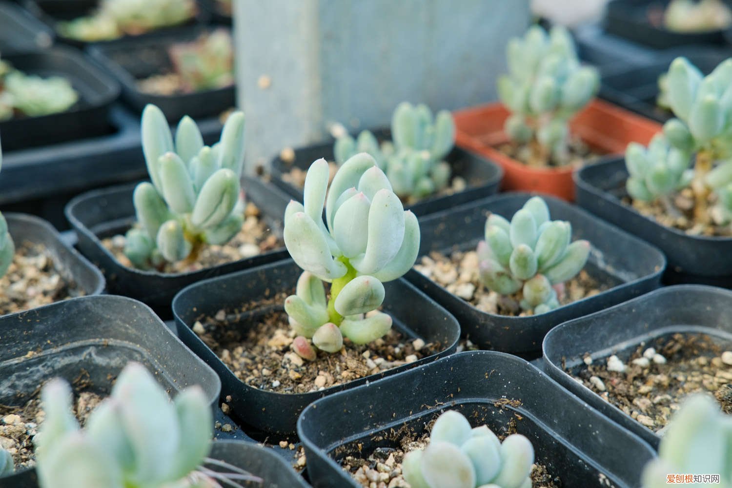 多肉冬天断水 这7种多肉，夏天千万别断水，否则秋天全玩儿完！