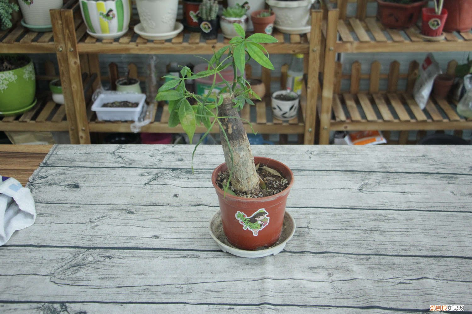 发财树怎么配土? 发财树的土怎么配制