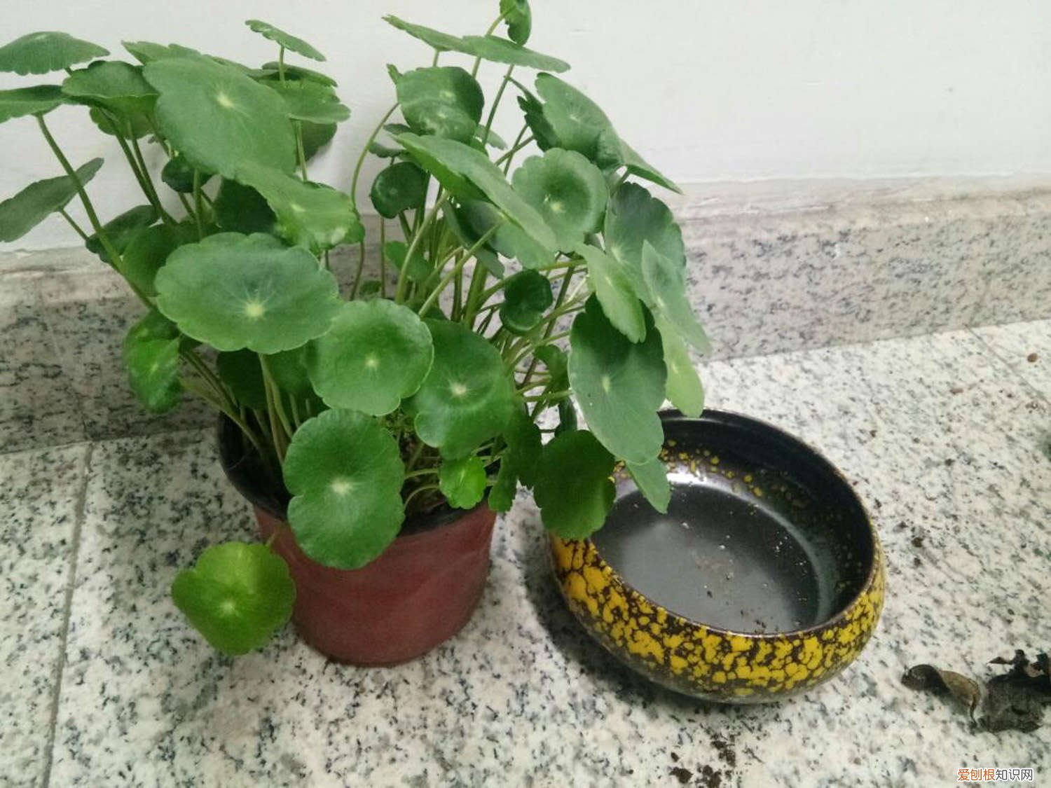 铜钱草为什么老开花该怎么办 铜钱草开花了怎么办