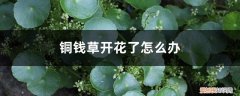 铜钱草为什么老开花该怎么办 铜钱草开花了怎么办