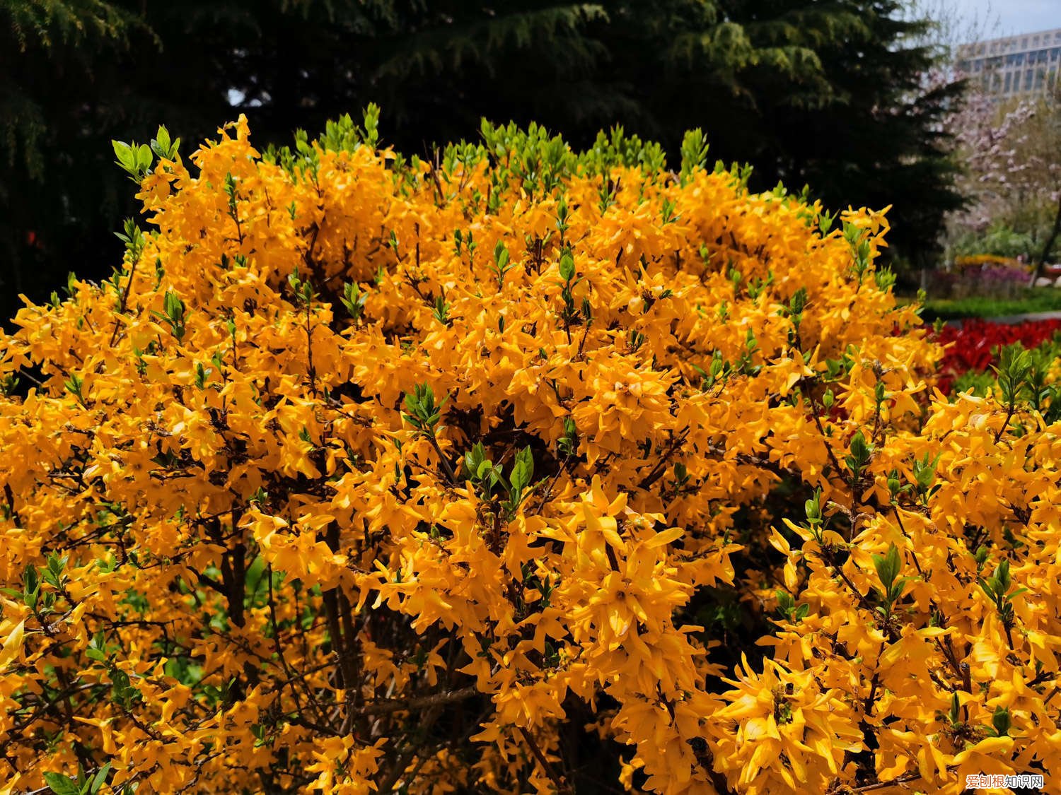 连翘为什么只长叶子不开花 连翘开花不结果的原因，一般长在什么地方结果多