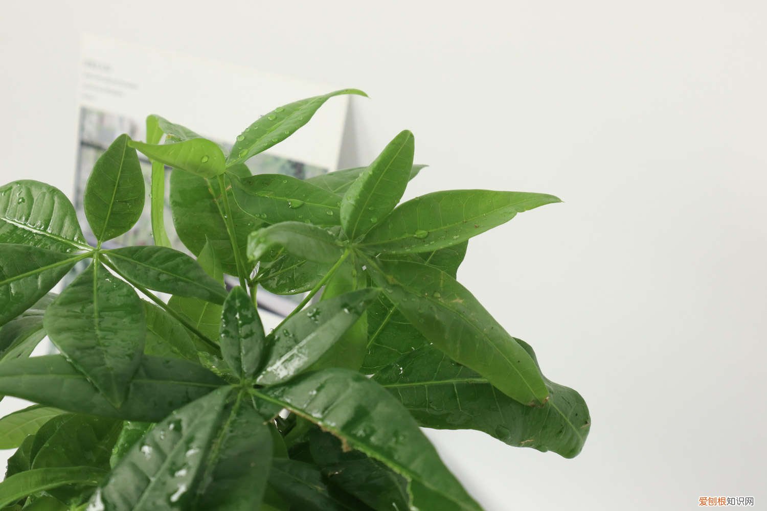 室内怎么养好发财树 室内如何养好发财树