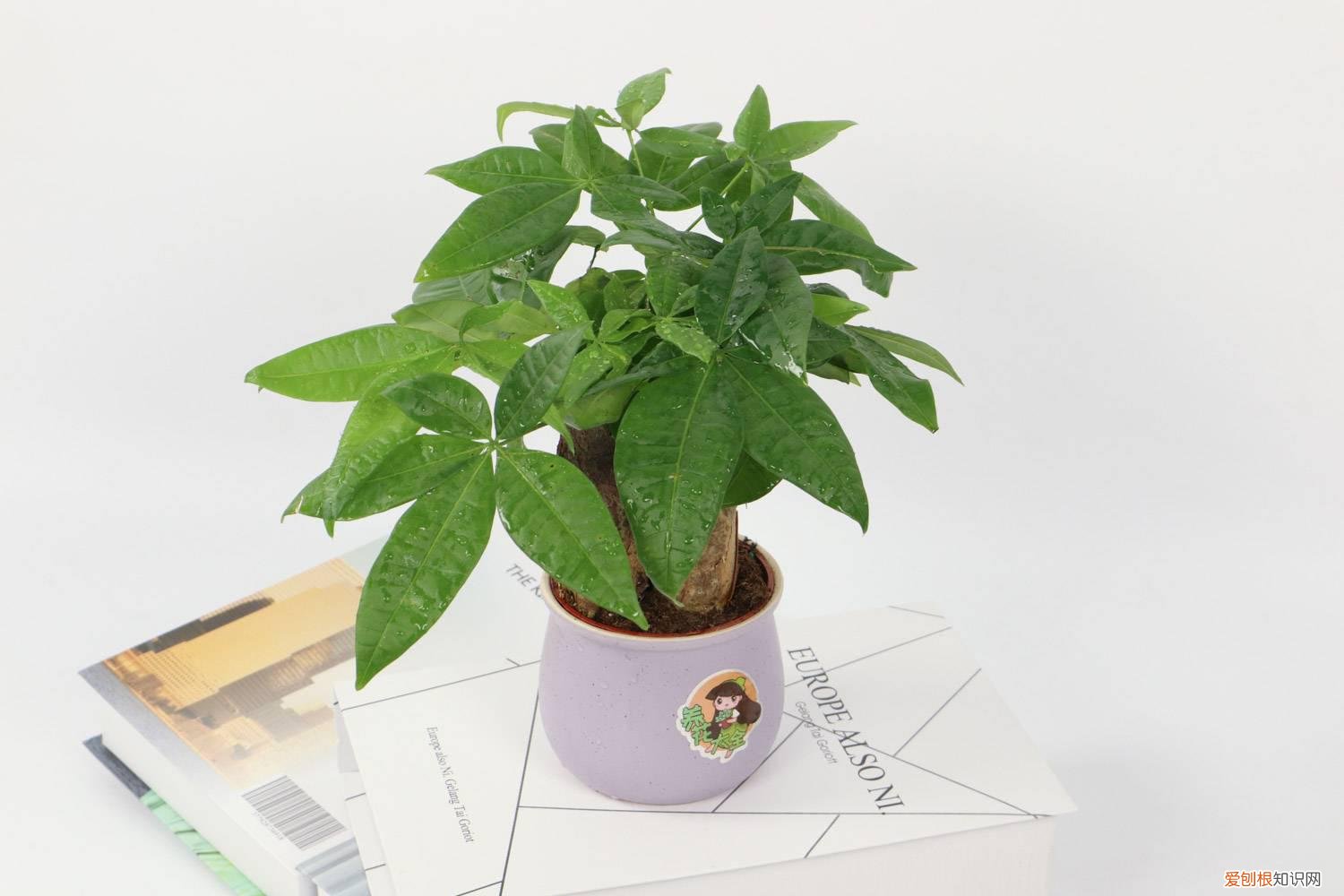 室内怎么养好发财树 室内如何养好发财树