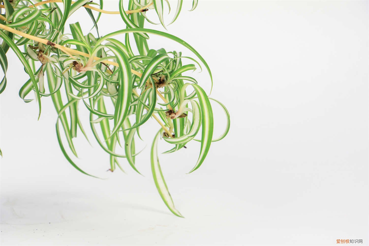 吊兰发出来的小吊兰要剪掉吗 吊兰长出小吊要剪吗