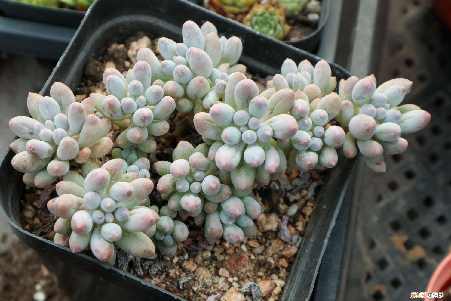 怎样才能养好多肉植物 新手如何养好多肉植物