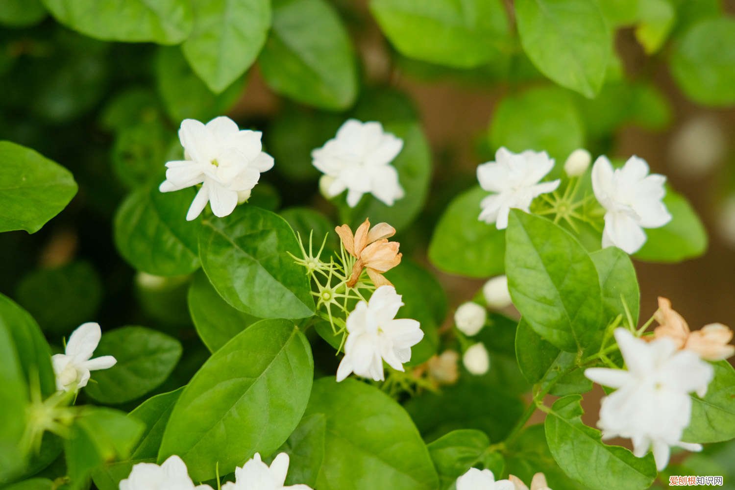 茉莉用什么土养好看 茉莉用什么土养好