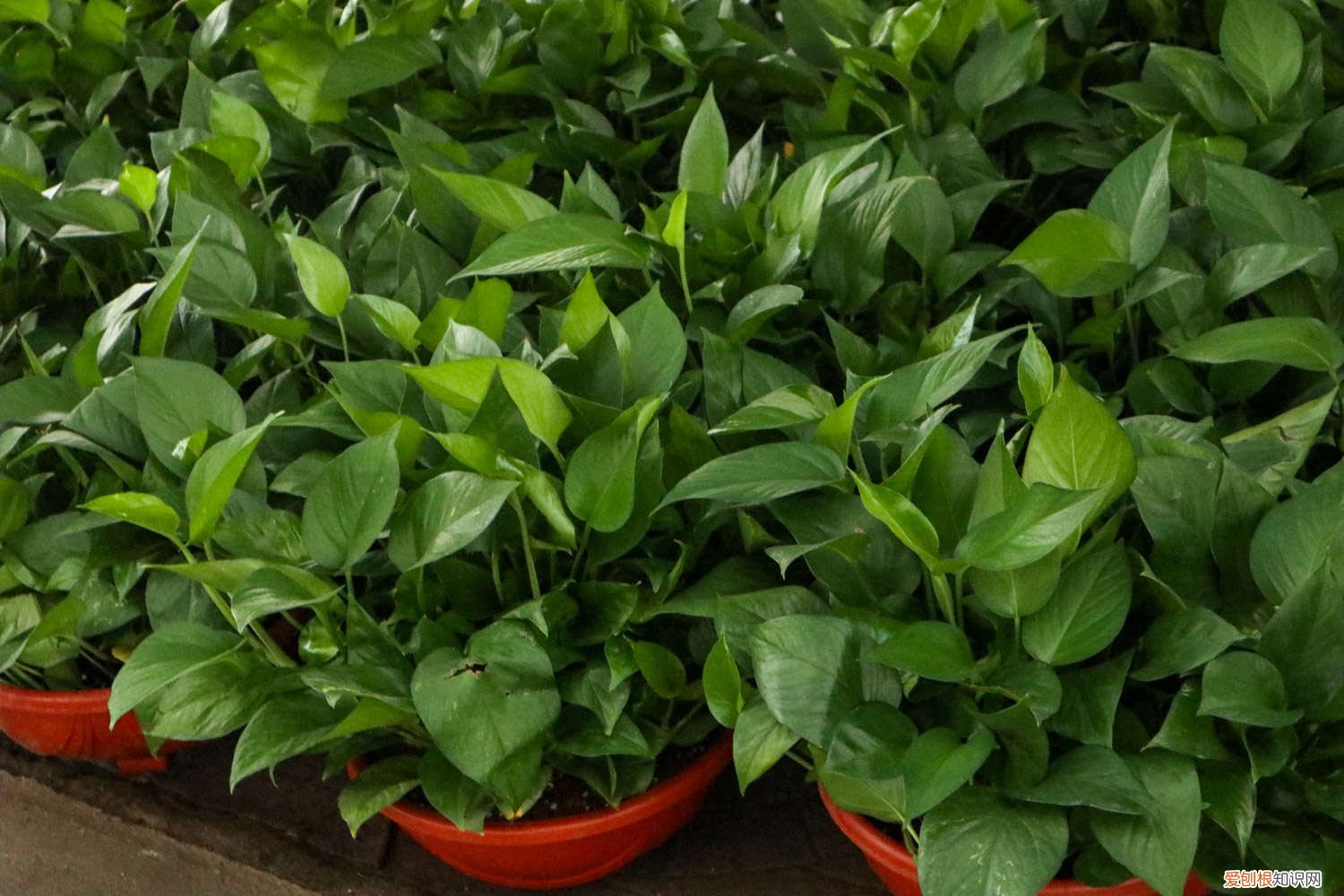 绿萝花怎么分盆 绿萝太挤了分盆怎么分