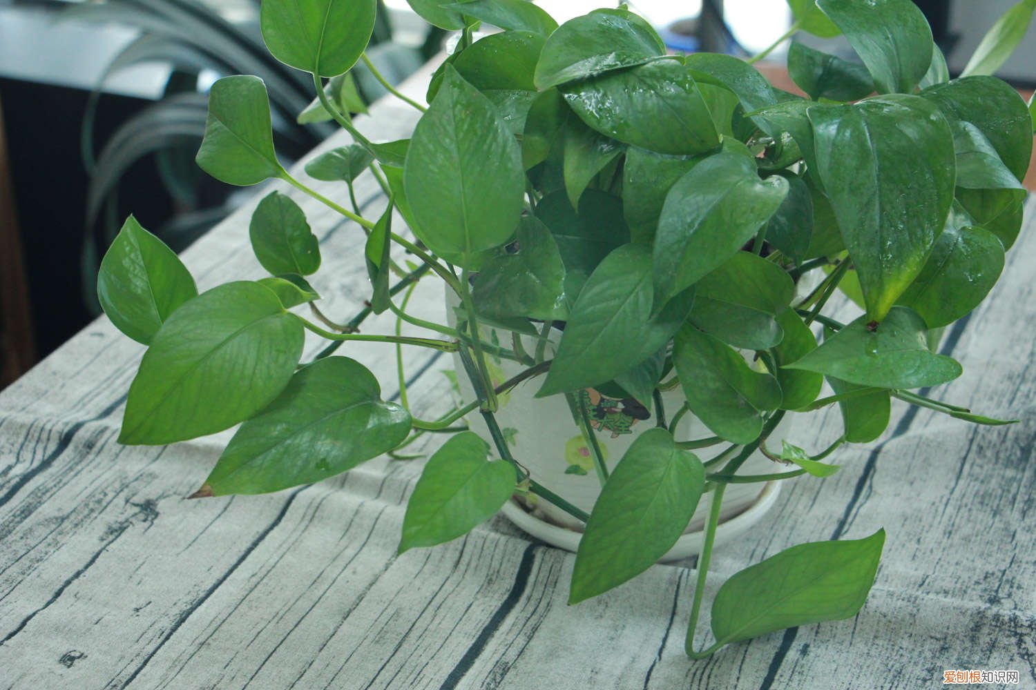 绿萝放什么水 养绿萝水里加什么