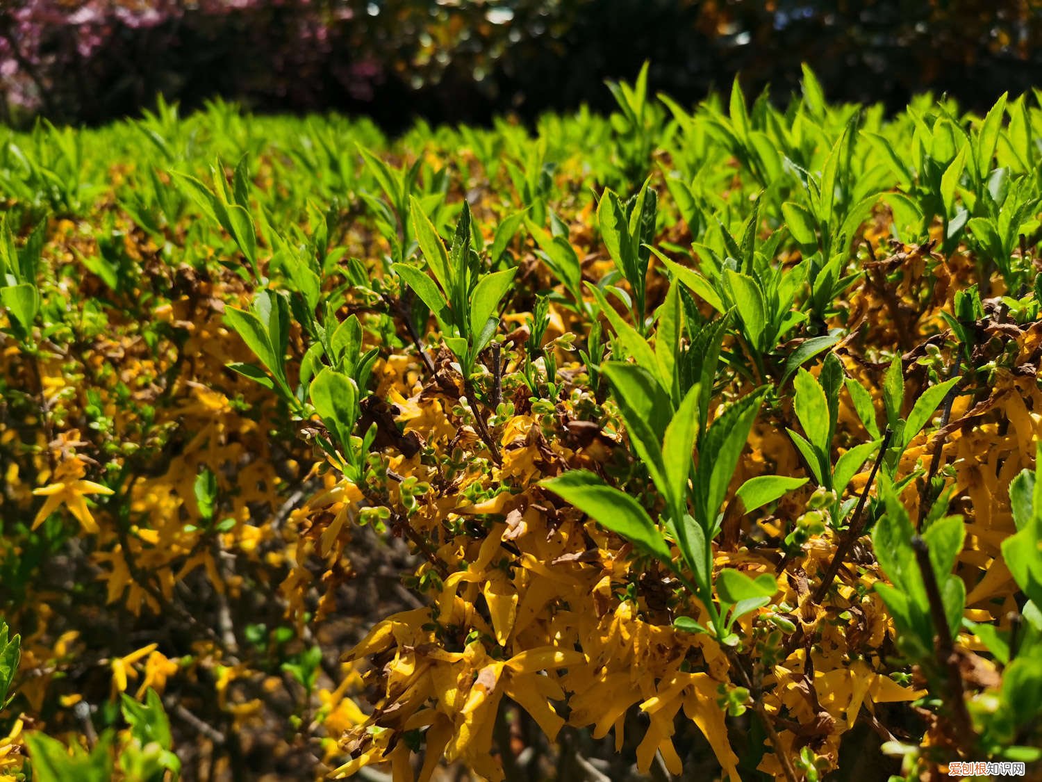 连翘树的种植和管理,什么时候施肥最好 连翘树的种植和管理,什么时候施肥