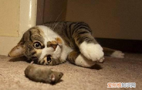 猫咪被粘鼠板粘到了怎么办 猫被粘鼠板粘住了怎么处理身上的胶,猫被粘鼠板粘住了怎么办