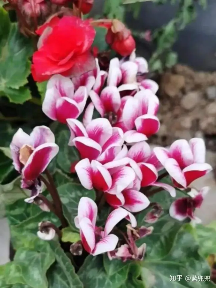 初学者适合养什么花，不管养什么花，就用这几招，啥花都适用，新手学起来