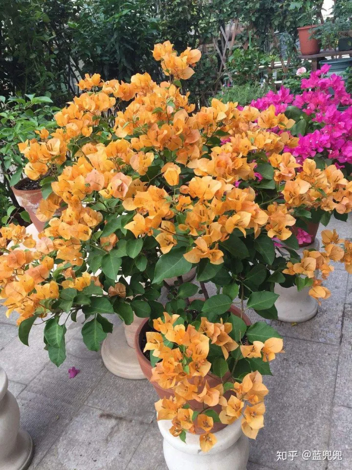 初学者适合养什么花，不管养什么花，就用这几招，啥花都适用，新手学起来