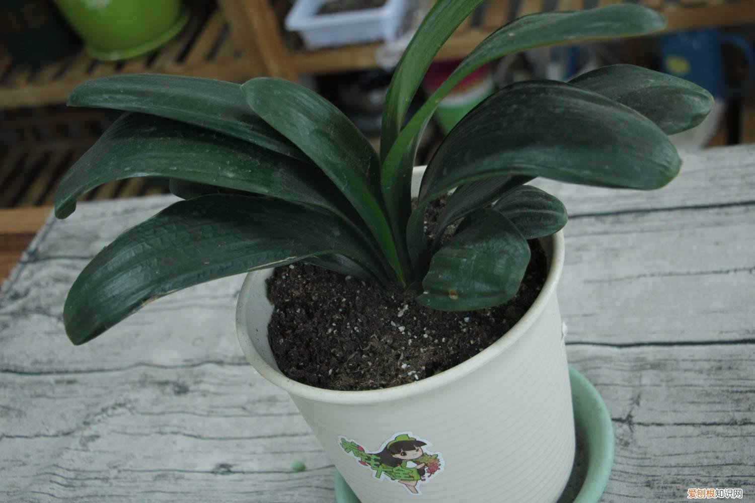 君子兰初秋怎么养 初夏如何养好君子兰