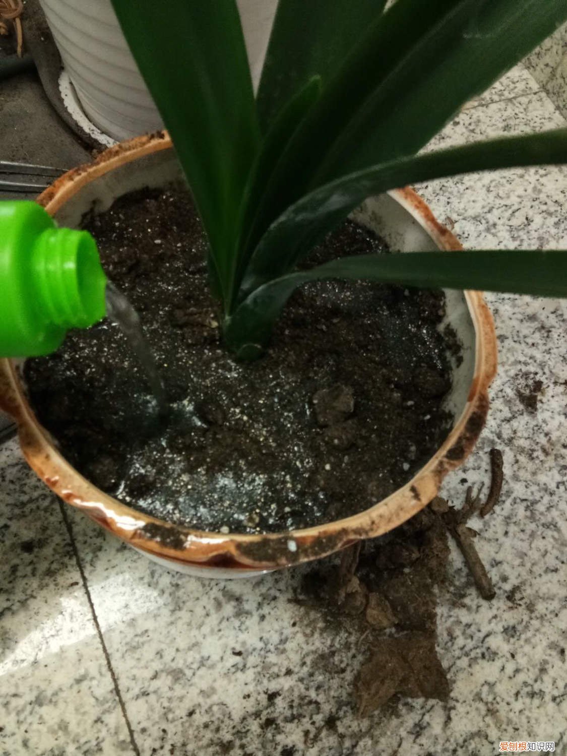 君子兰怎么能养出蹦纹 君子兰怎么养纹才能蹦起来