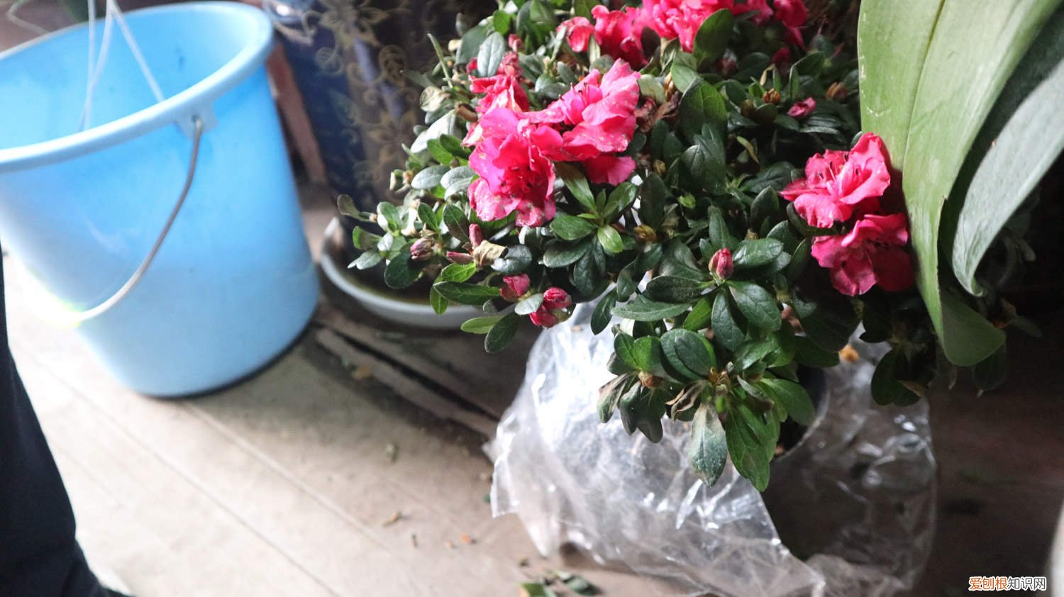 如何养好杜鹃花盆 如何养好杜鹃花