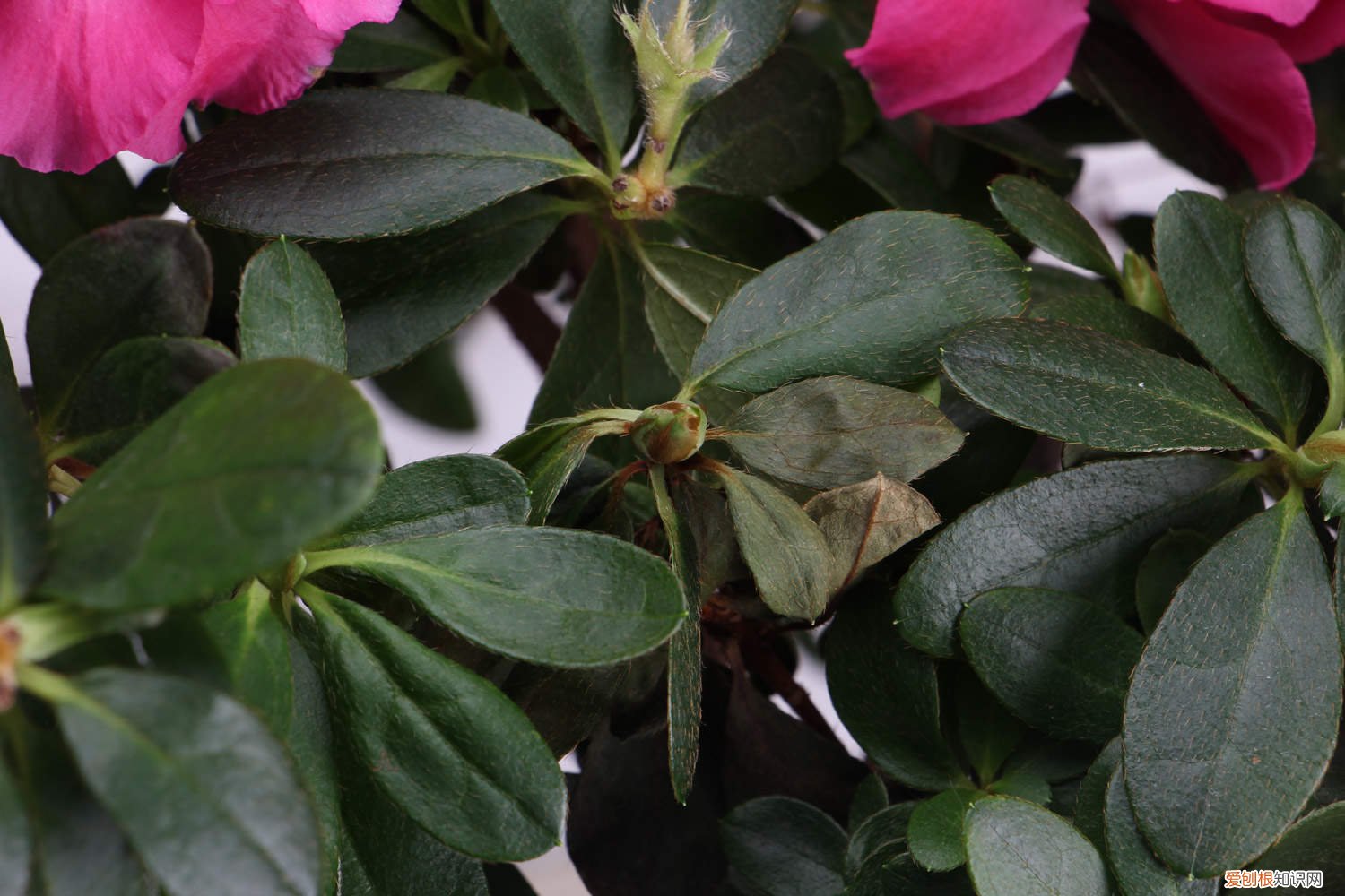 如何养好杜鹃花盆 如何养好杜鹃花