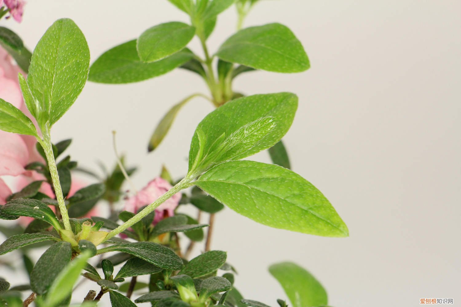 如何养好杜鹃花盆 如何养好杜鹃花