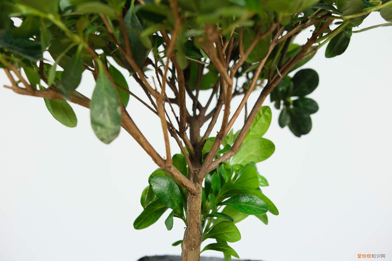 杜鹃花如何配土最好 杜鹃花如何配土