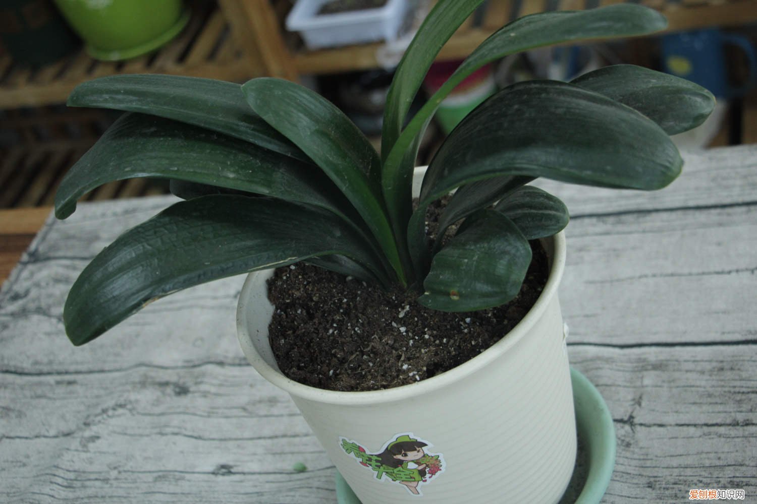 室内君子兰多久浇一次水 君子兰多久浇一次水