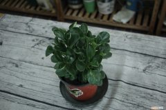 豆瓣绿能剪吗 豆瓣绿怎样修剪最漂亮