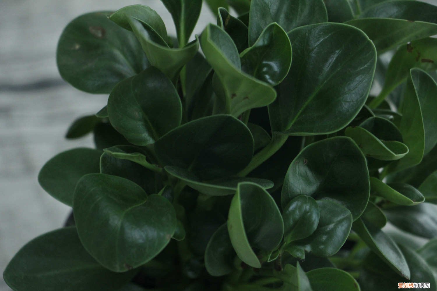 豆瓣绿能剪吗 豆瓣绿怎样修剪最漂亮