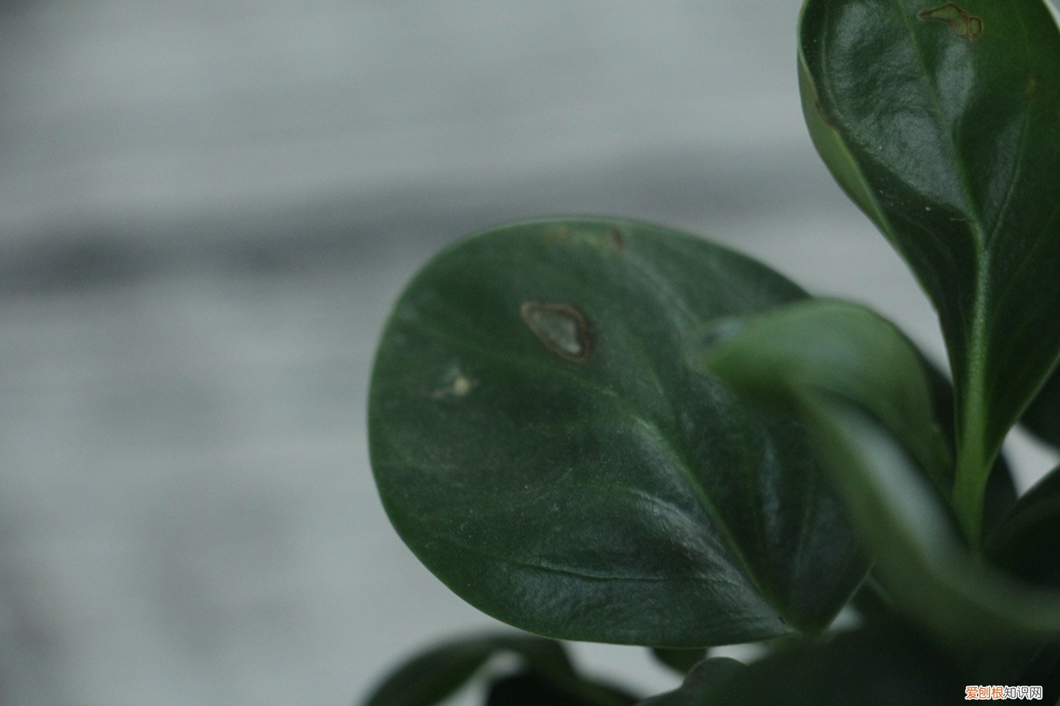 豆瓣绿能剪吗 豆瓣绿怎样修剪最漂亮