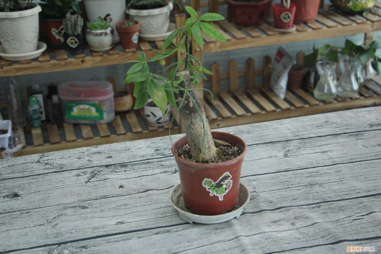 发财树如何养殖更茂盛 发财树如何养殖