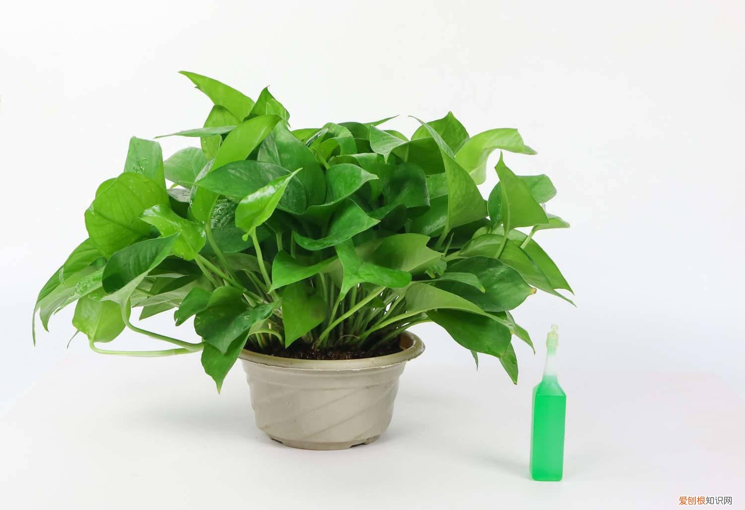 绿萝可以用复合肥吗,多久上一次 绿萝可以用复合肥吗