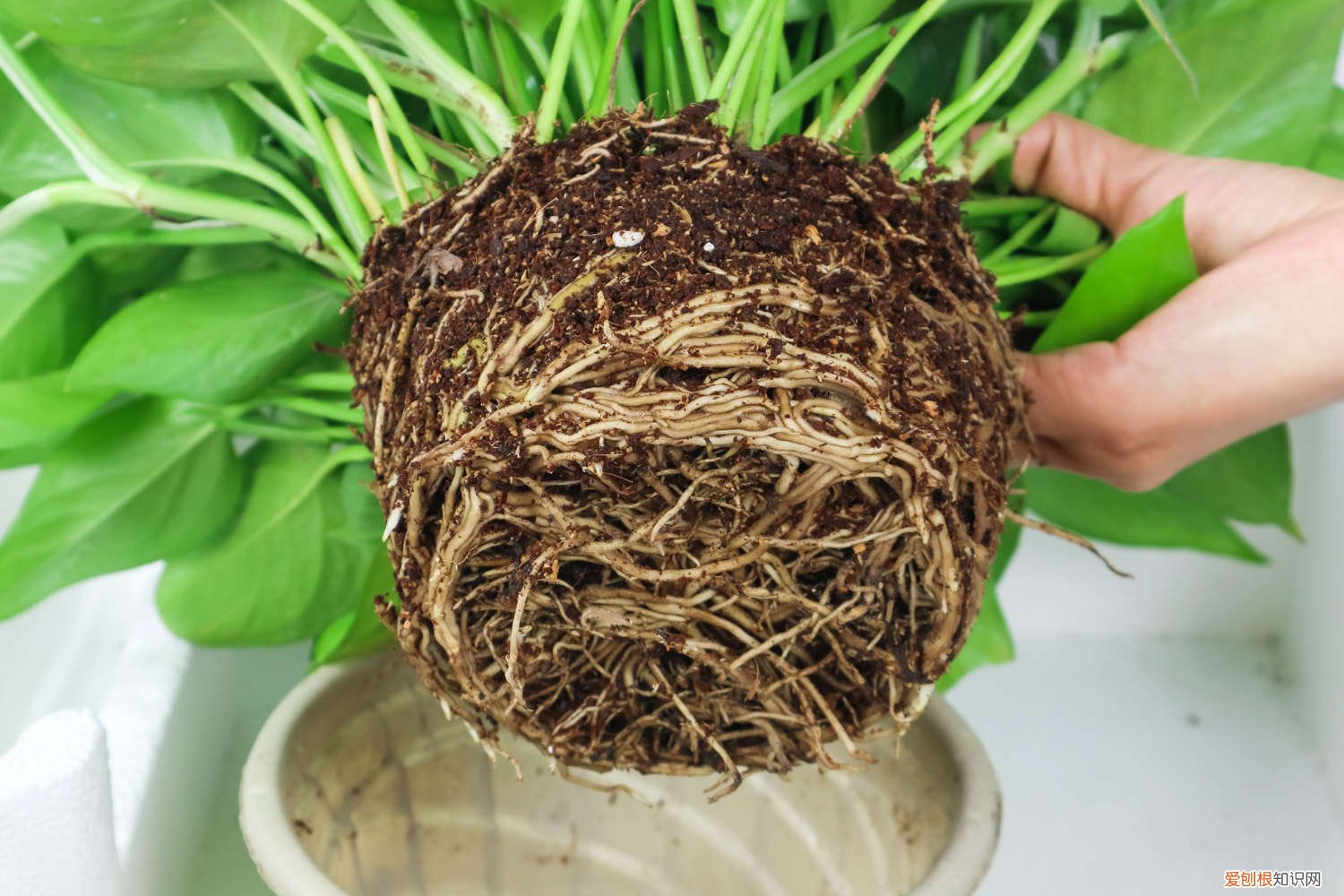 绿萝的根都烂了怎么办 绿萝烂根的土还能用吗
