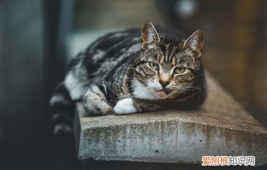 小猫不爱叫是什么情况引起的 小猫不爱叫是什么情况