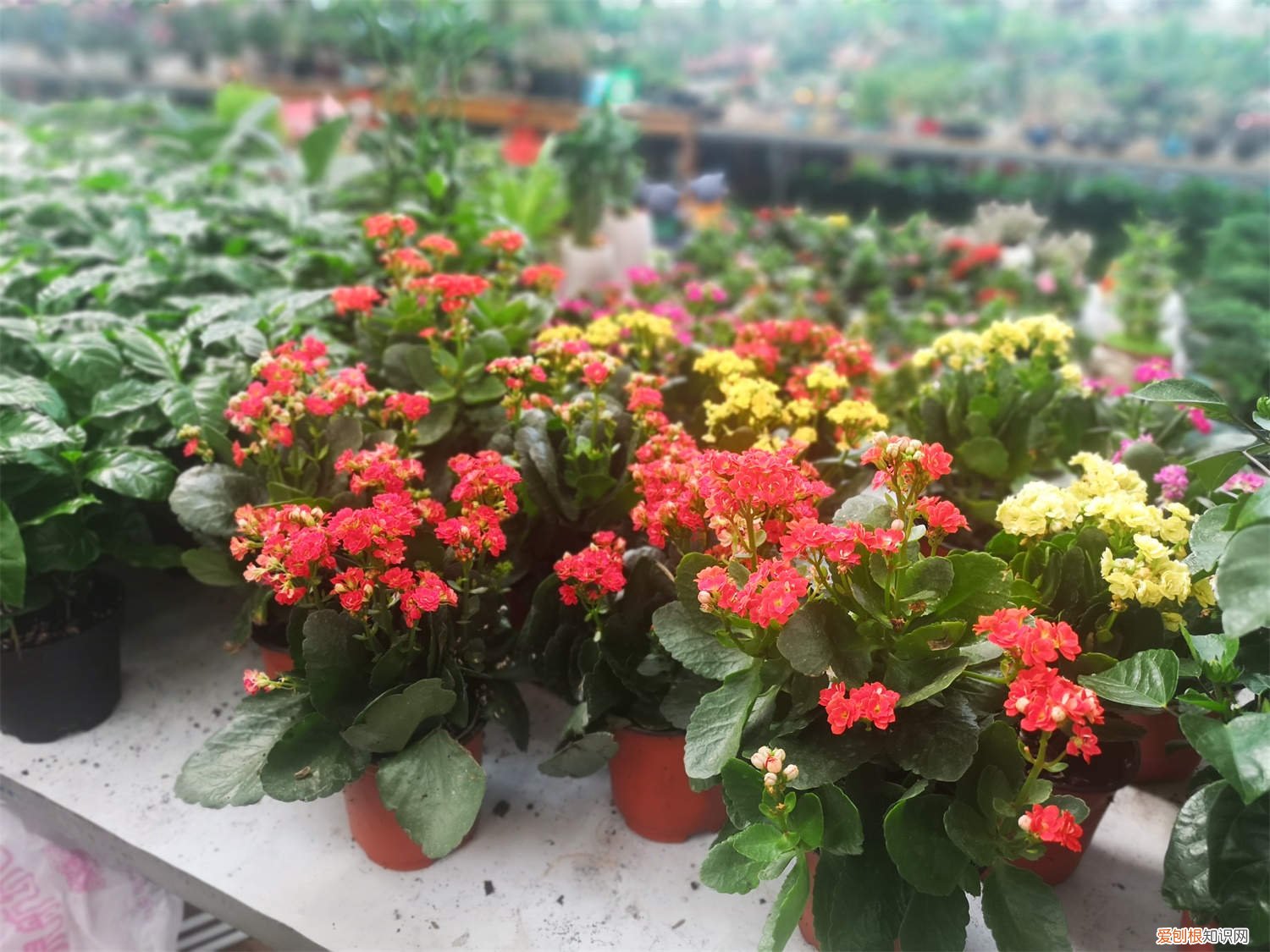 长寿花怎么扦插怎么样生根快 长寿花怎么扦插