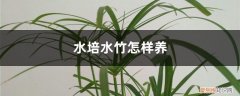 水培水竹怎样养好 水培水竹怎样养