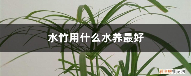水竹怎么水养才长得好 水竹用什么水养最好