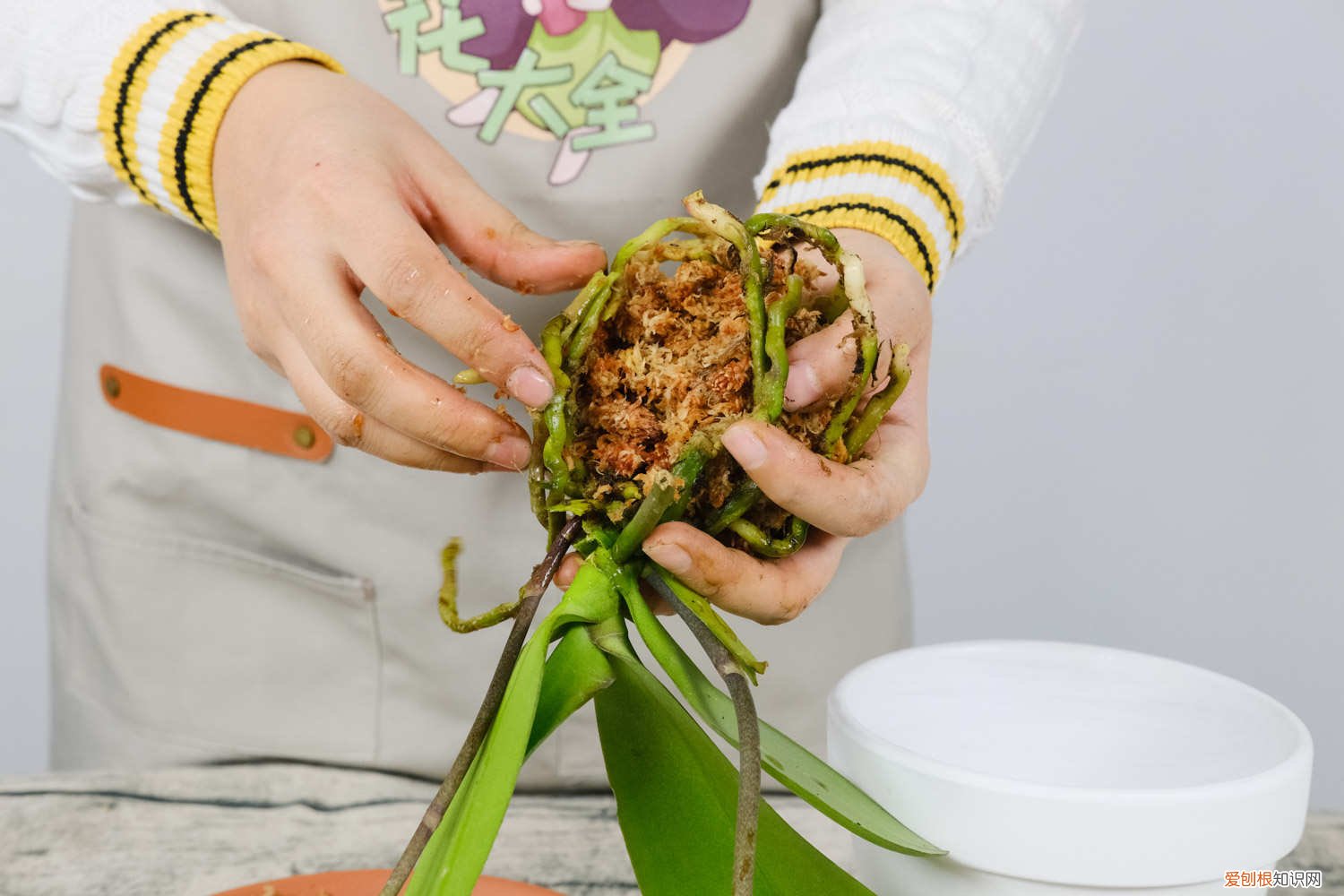 蝴蝶兰怎么剪枝后为什么指岁发了一个牙 蝴蝶兰怎么剪枝