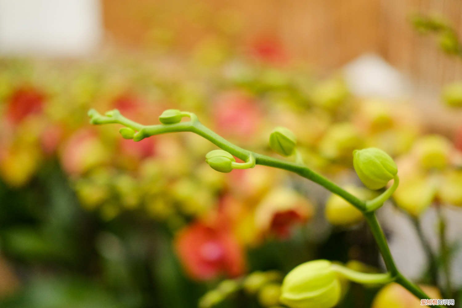 蝴蝶兰花谢后怎么处理花剑 蝴蝶兰花谢后怎么处理