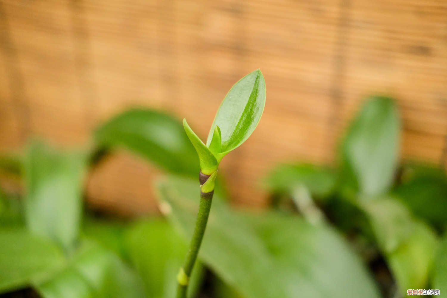 蝴蝶兰花谢后怎么处理花剑 蝴蝶兰花谢后怎么处理