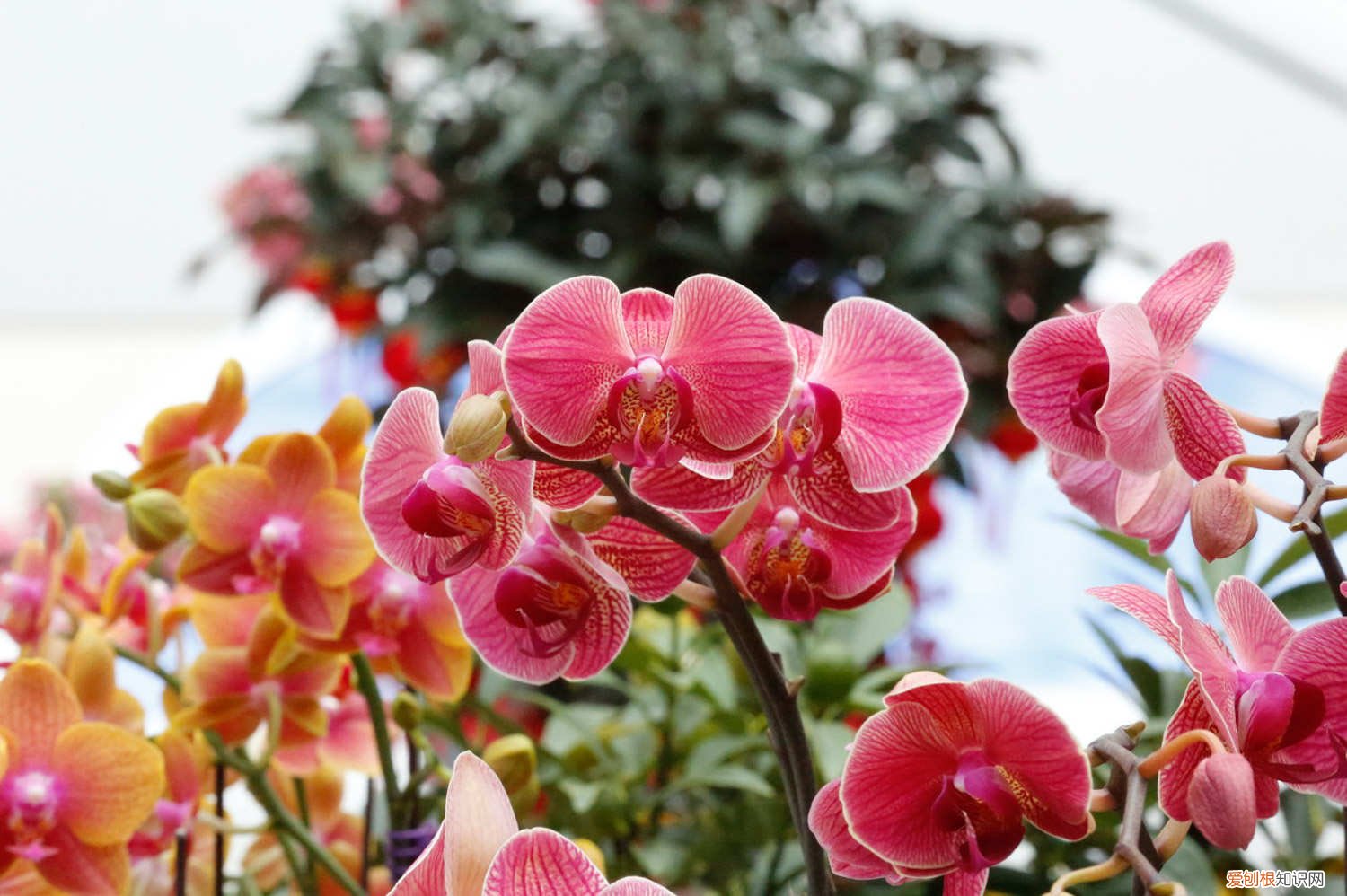 蝴蝶兰可以浇淘米水吗? 蝴蝶兰可以浇淘米水吗