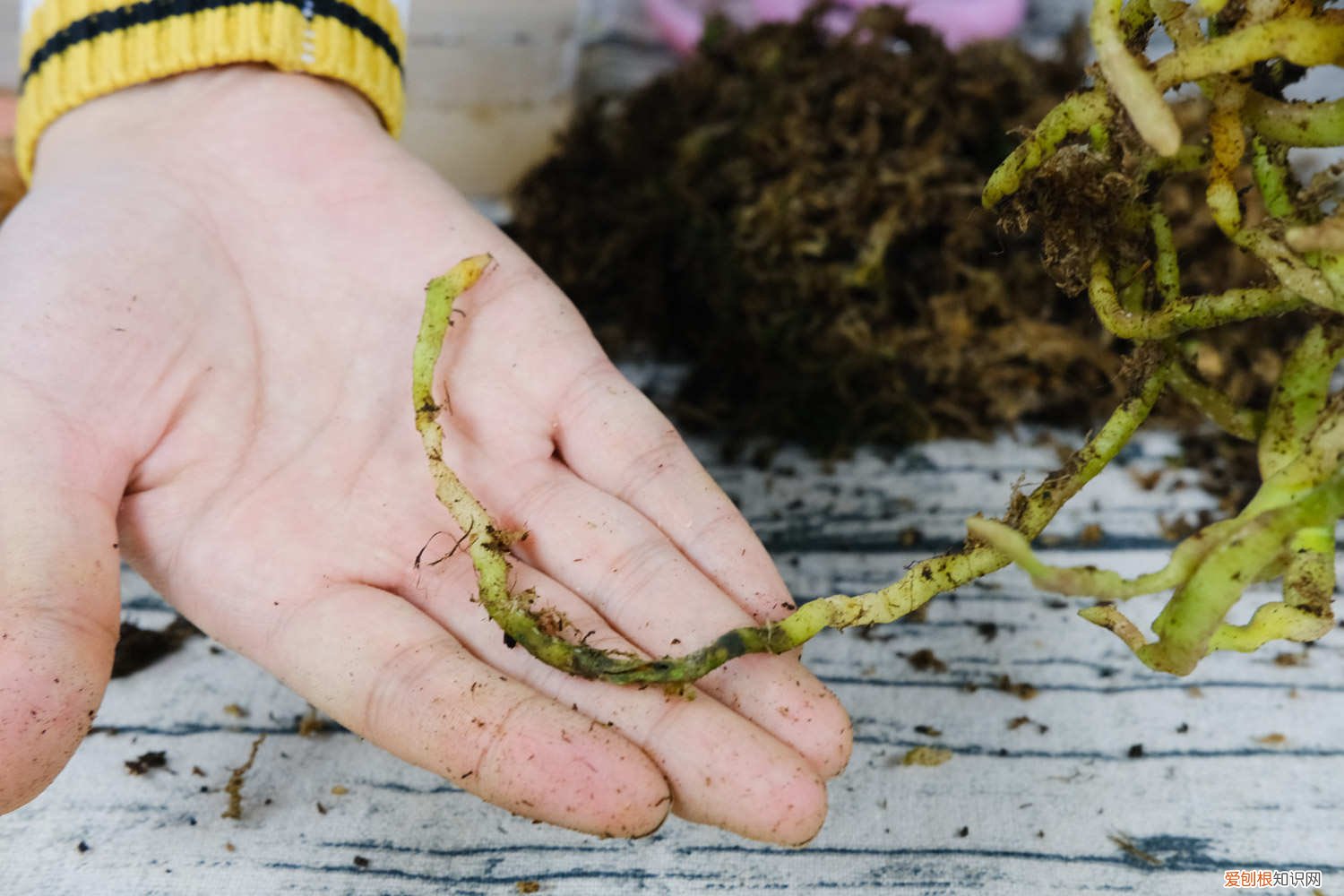 蝴蝶兰可以浇淘米水吗? 蝴蝶兰可以浇淘米水吗