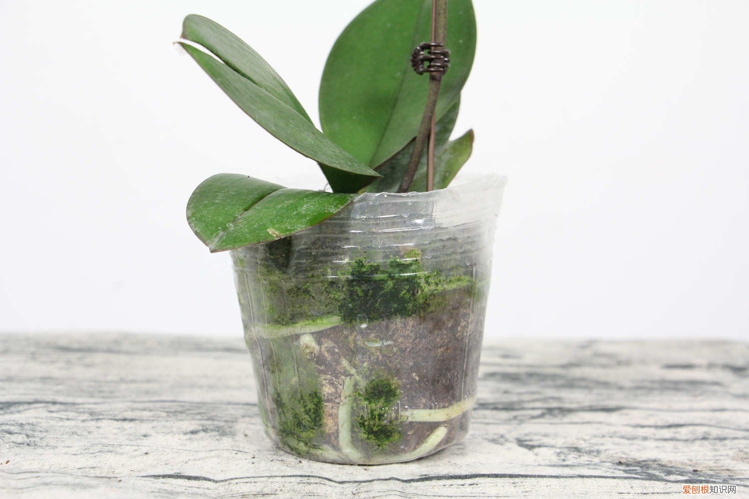 蝴蝶兰怎么换盆 蝴蝶兰换盆方法图解 蝴蝶兰怎么换盆