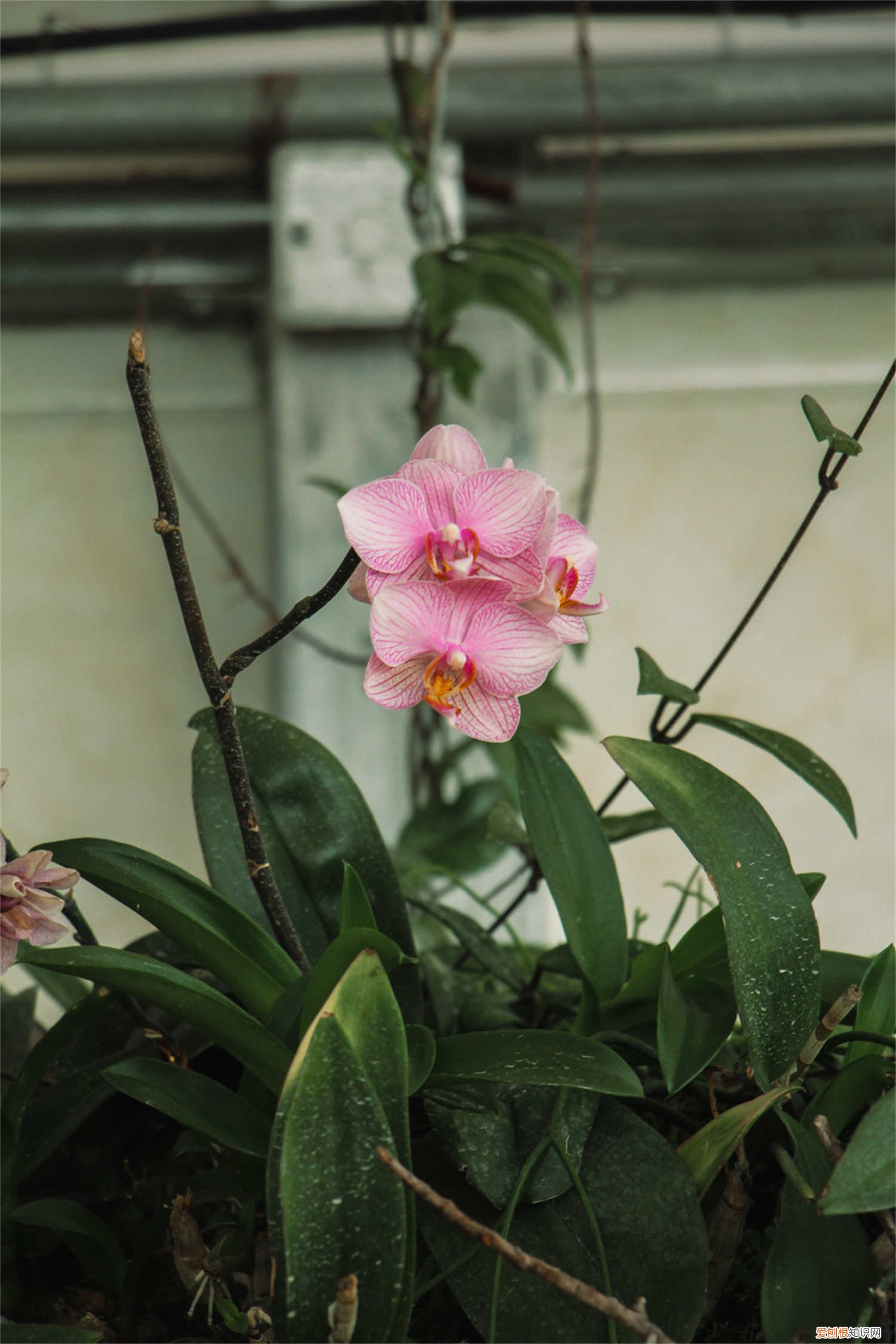 蝴蝶兰怎么换盆 蝴蝶兰换盆方法图解 蝴蝶兰怎么换盆