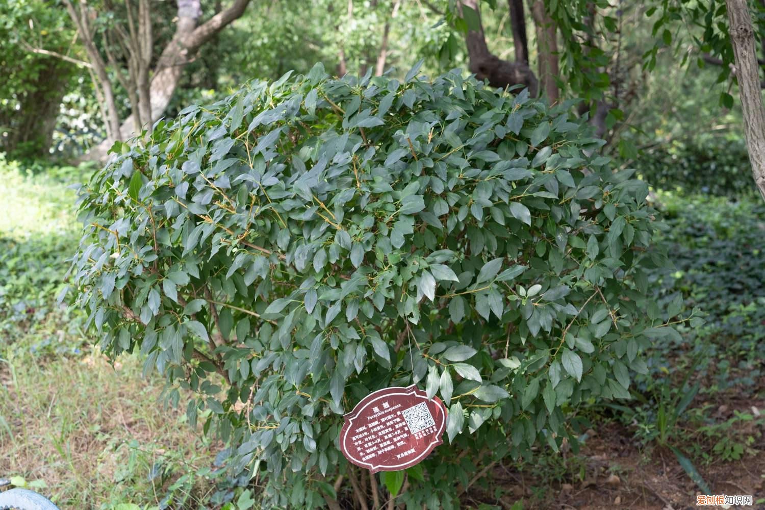 连翘树种植距离 连翘移植株距行距是多少，老桩移植时间和技术