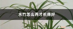 水竹怎么养才长得好用什么肥料 水竹怎么养才长得好