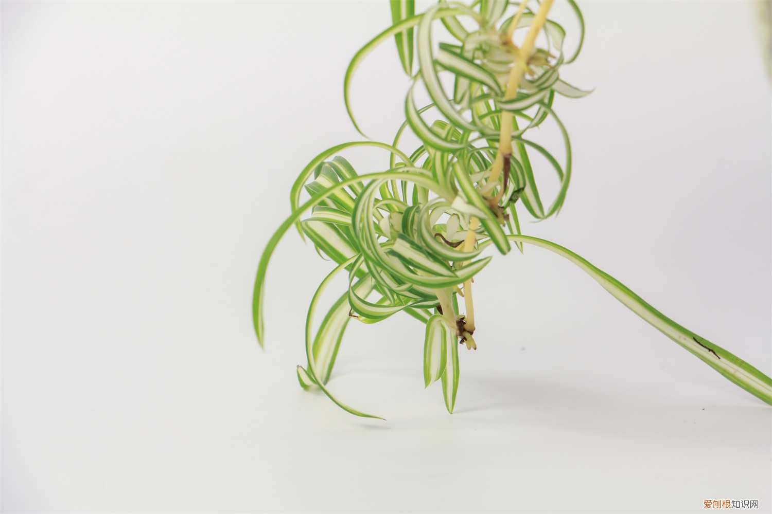 吊兰应该怎么养才旺 吊兰怎么养才能更茂盛