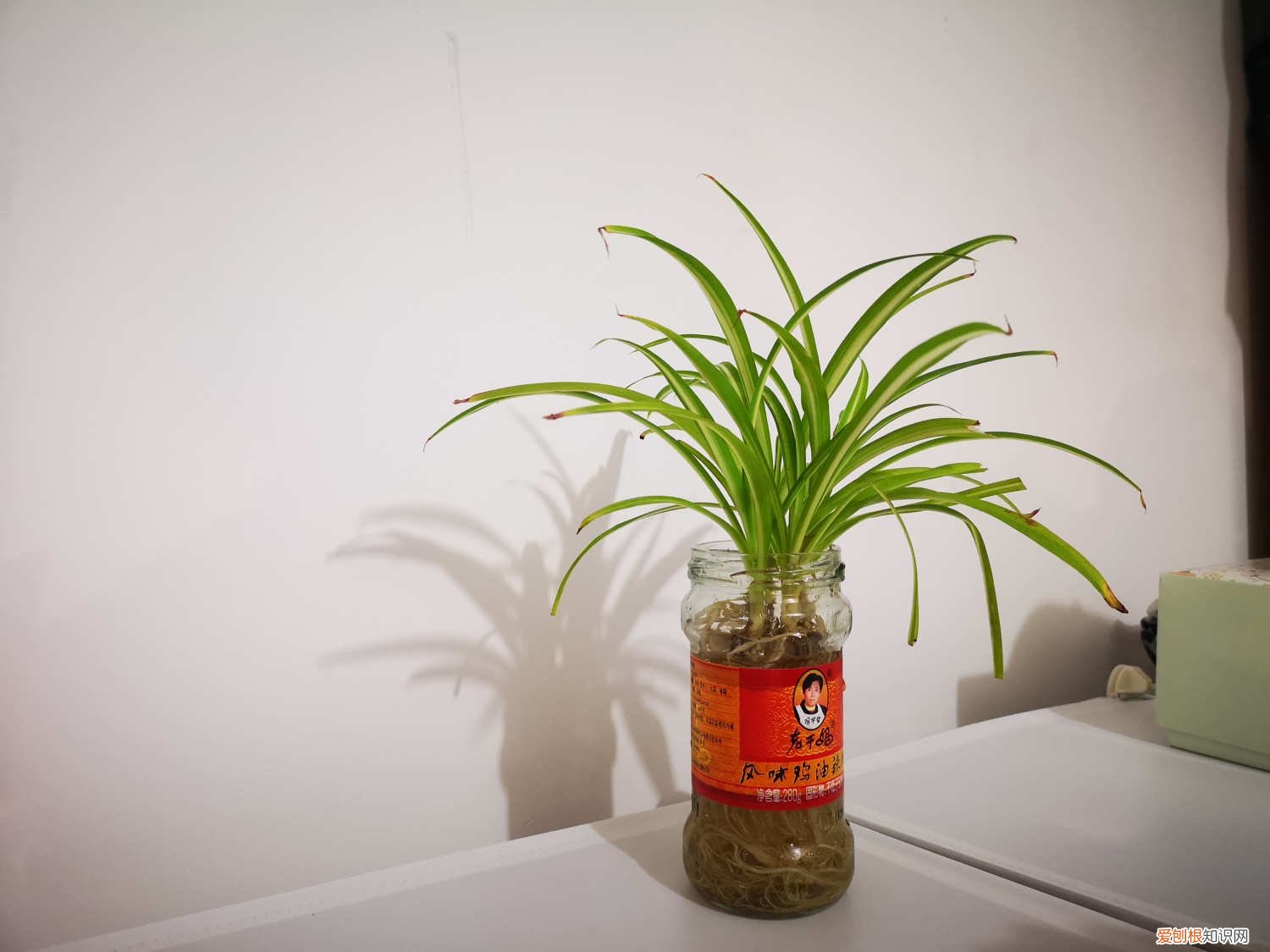 吊兰应该怎么养才旺 吊兰怎么养才能更茂盛