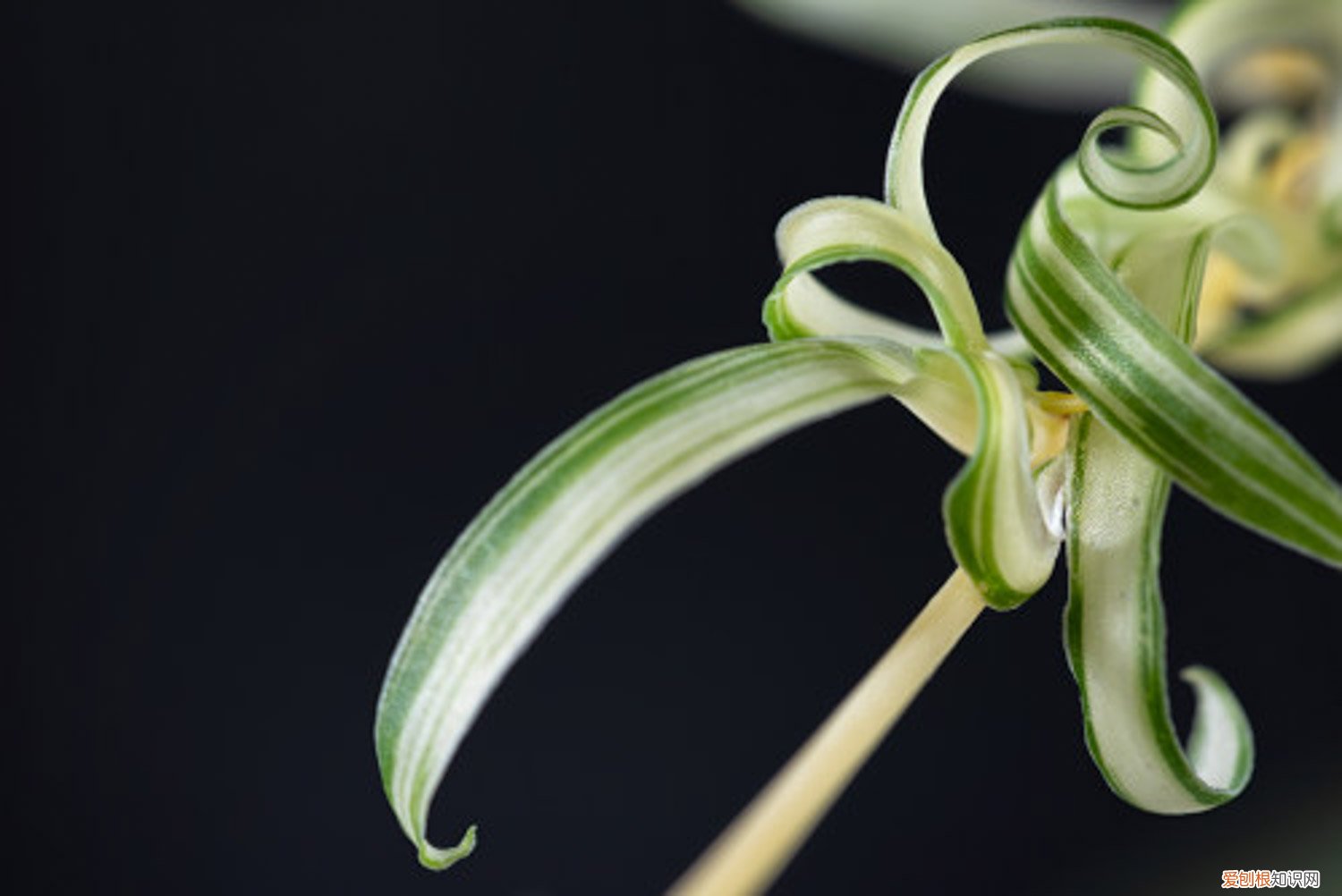 吊兰应该怎么养才旺 吊兰怎么养才能更茂盛