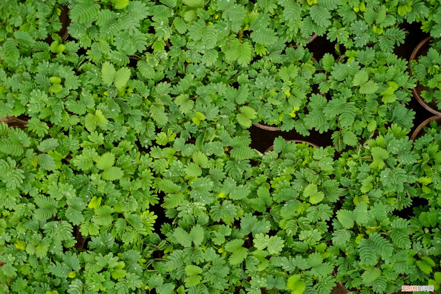 含羞草怎么养才能养活 含羞草怎么养