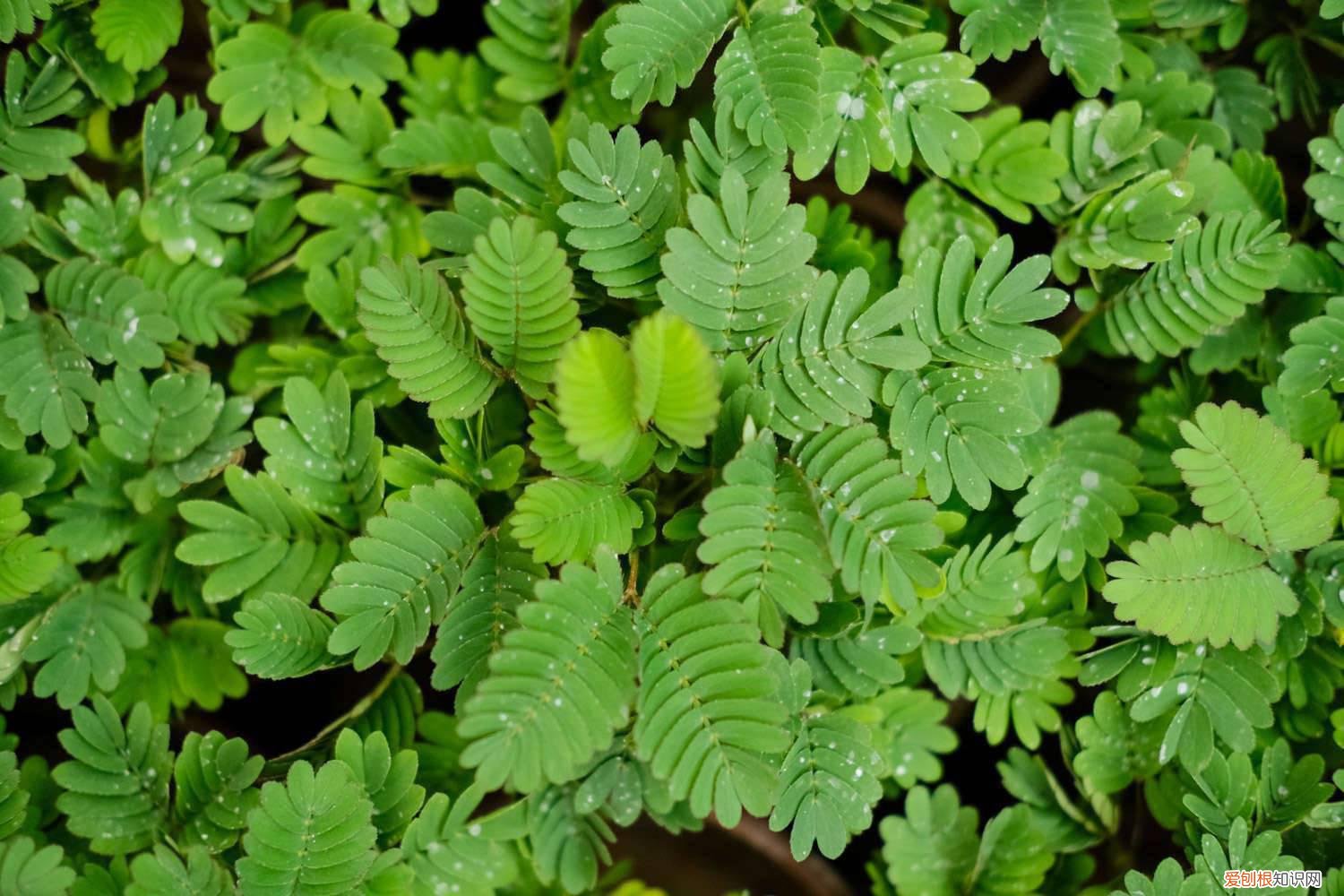 含羞草怎么养才能养活 含羞草怎么养