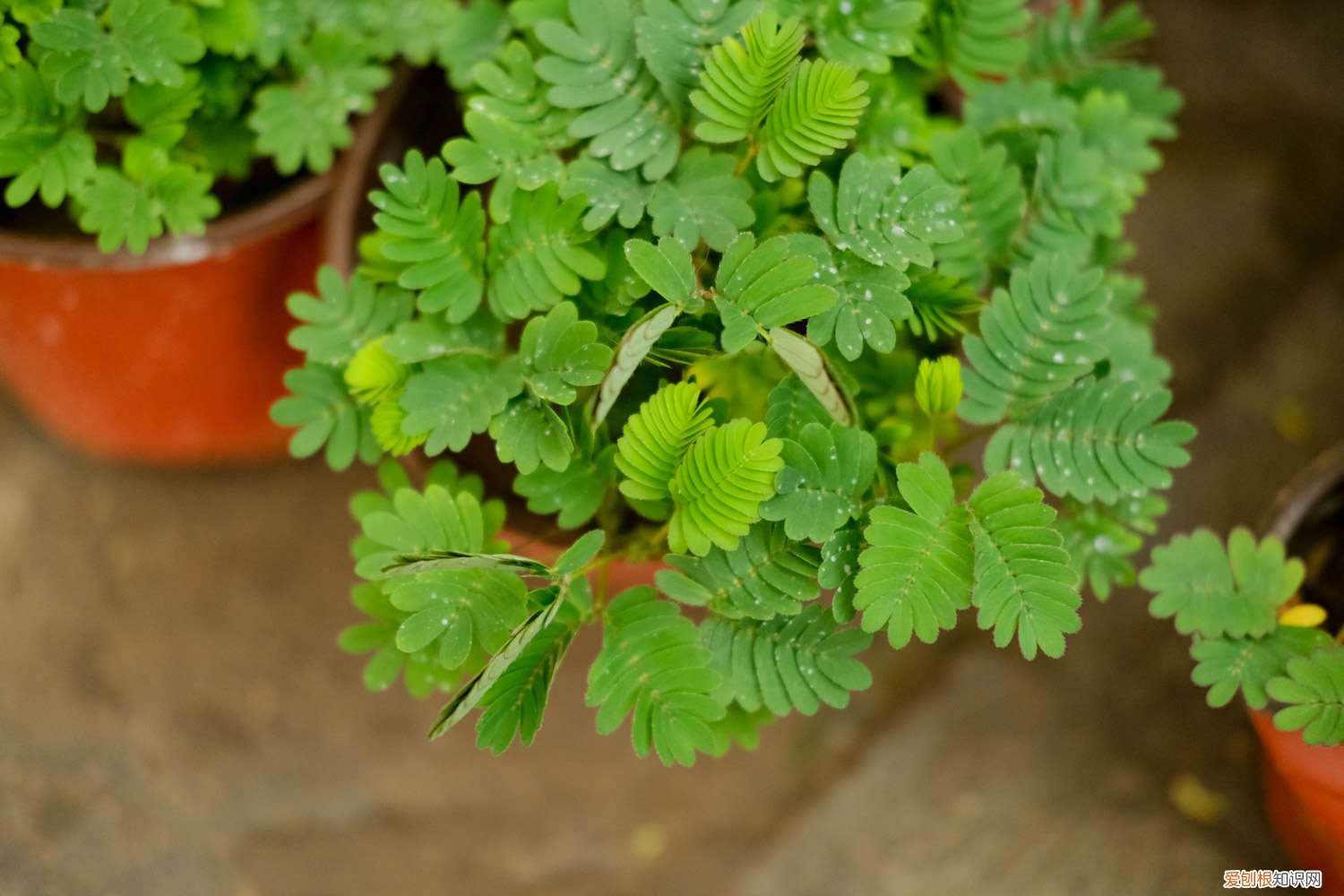 含羞草怎么养才能养活 含羞草怎么养